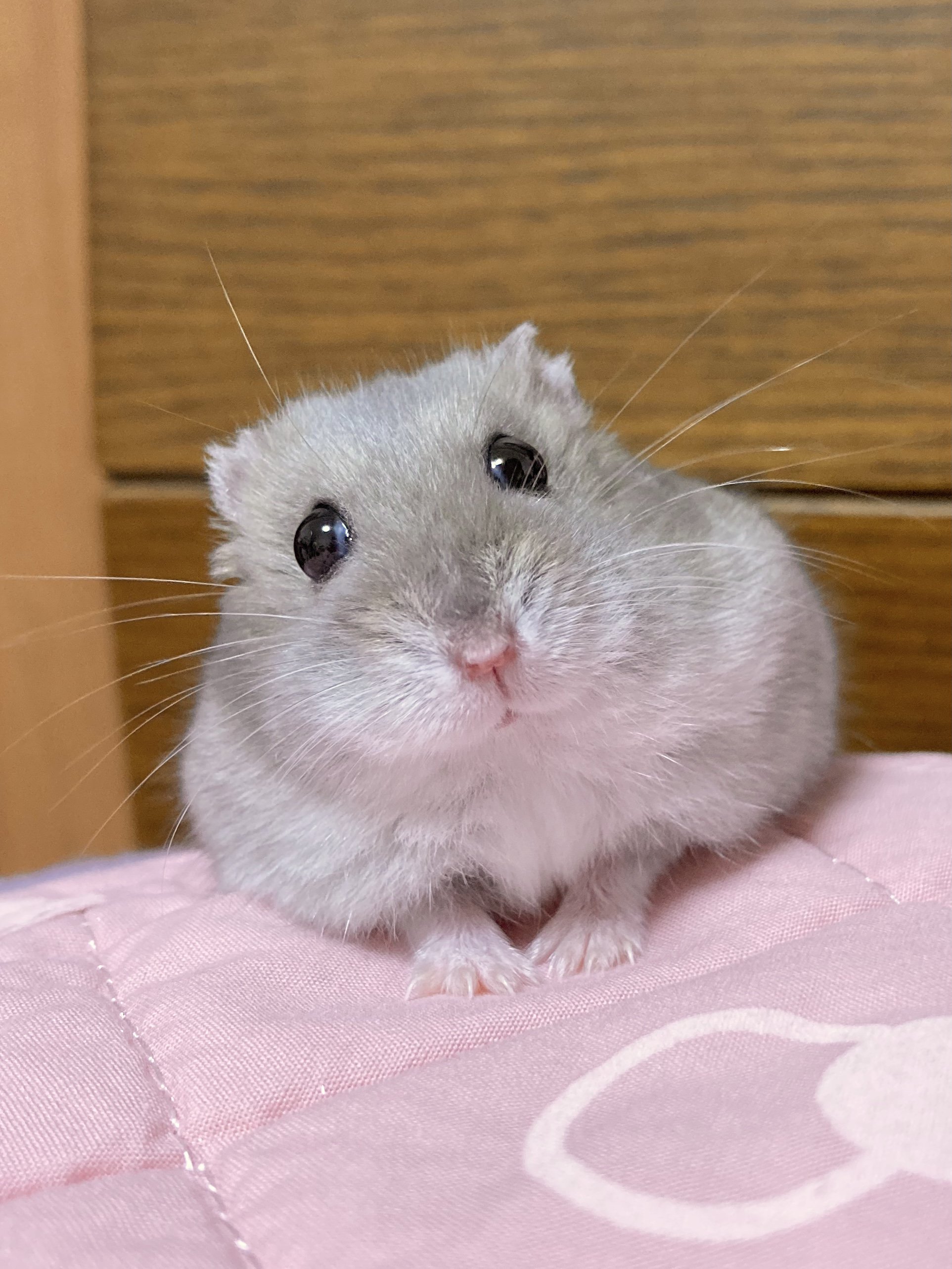 11月12日 土 の うちのこアルバム は てまりちゃん 阪神百貨店よみもの 阪神オンラインショッピング 阪神百貨店公式通販 Hanshin Online