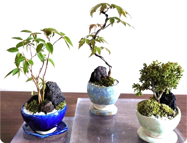 「癒庭泉 self order green」