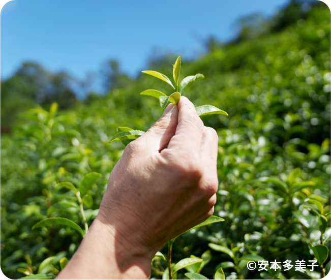 ©安本多美子